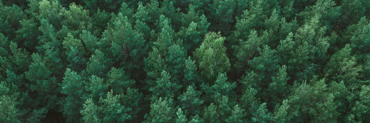 Triumph & Disaster Natural Skincare Foundry - Collection Hero Image